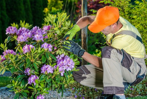 Professional lawn care and border upkeep in Hillingdon