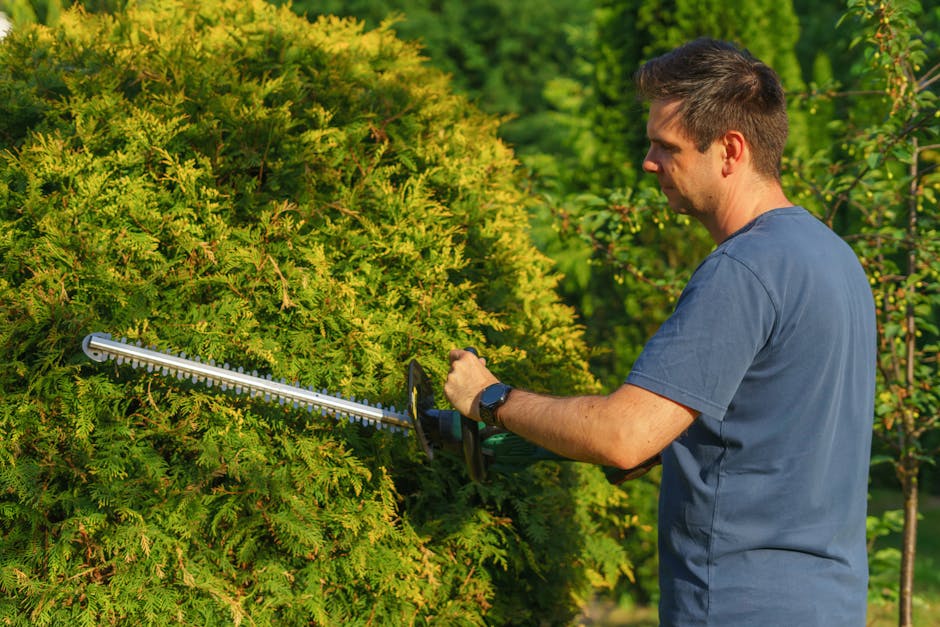 A male gardener with short brown hair, dressed in a blue t-shirt, is trimming a large, dense evergreen hedge with electric hedge shears in a well-maintained garden. The hedge is lush and green, with s
