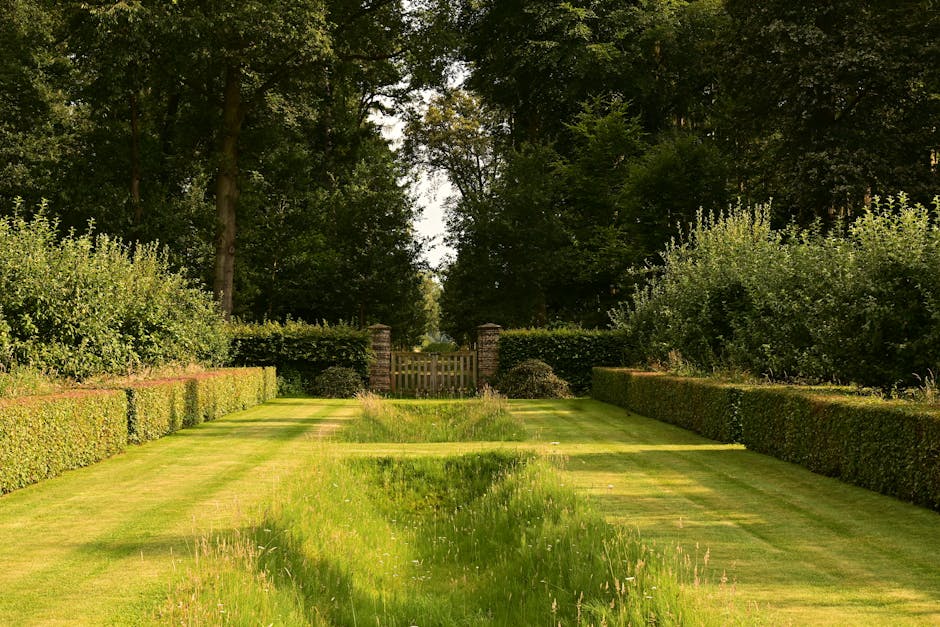 A male gardener with short brown hair, dressed in a blue t-shirt, is trimming a large, dense evergreen hedge with electric hedge shears in a well-maintained garden. The hedge is lush and green, with s